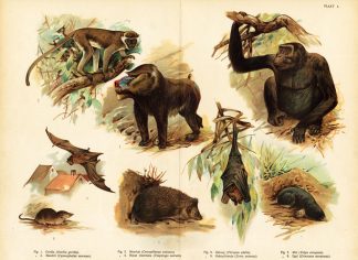 Antique Print-GORILLA-MANDRILL-BAT-1890