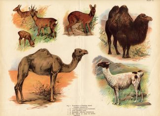 Antique Print-CAMEL-DROMEDARY-DEER-LAMA-1890