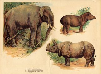 Antique Print-ELEPHANT-RHINOCEROS-TAPIR-1890
