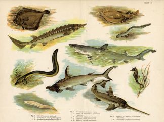 Antique Print-BLUE SHARK-HAMMERHEAD-RAY-1890
