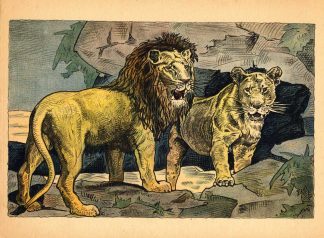 Antique Print-LION-LIONESS-AFRICA-1920