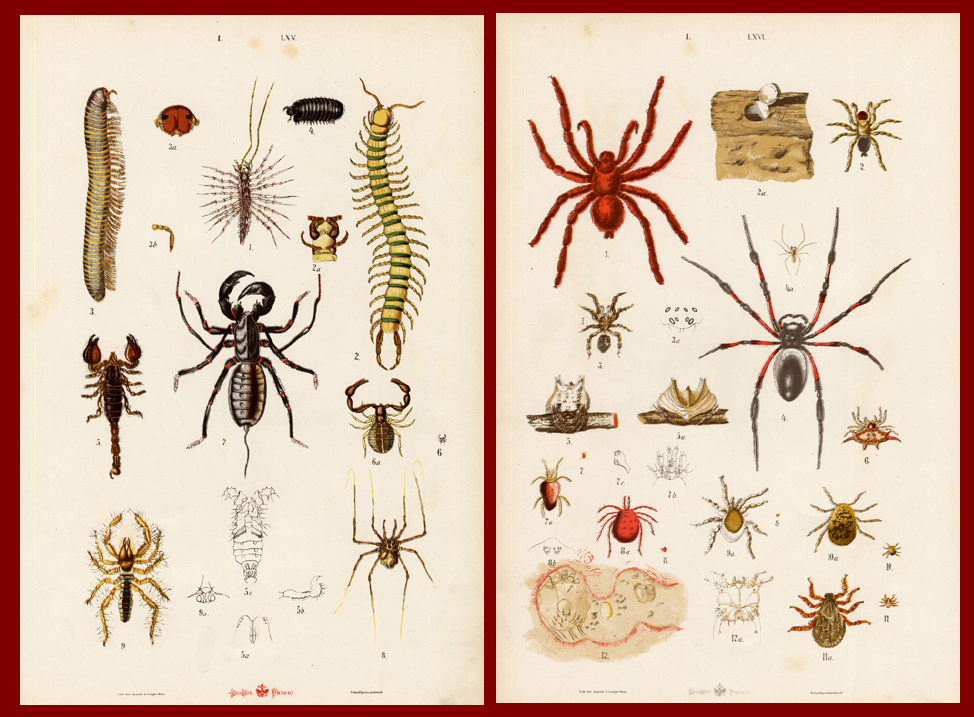 , Antique Print-SPIDER-TARANTULA-SCORPION-Von Hayek-1885, Pictura Antique Prints