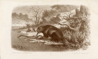 Antique Print-BEAVER-Tresling-1878