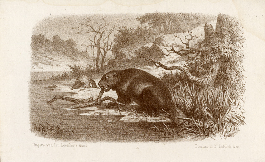 , Antique Print-BEAVER-Tresling-1878, Pictura Antique Prints