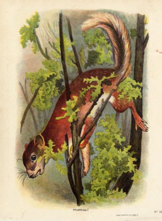 Antique Print-SQUIRREL-CLIMBING-STARTLED-1890