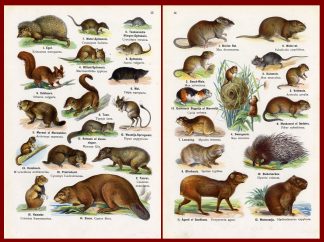 Antique Print-HEDGEHOG-SQUIRREL-HAMSTER-1890