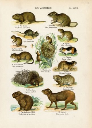 Antique Print-RAT-MOUSE-PORCUPINE-AGOUTI-1890