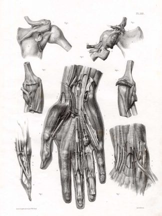 Antique Medical Anatomy Print-UPPER LIMB-HUMERUS-HAND-Bourgery-1831
