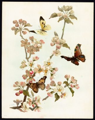 Antique Print-BUTTERFLY-INSECT-PEACOCK-PAINTED LADY-BLOSSOM-TREE-Welby-1890