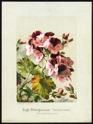 Antique Print-PELARGONIUM-GERANIUM-CRANESBILL-Juckler-1895