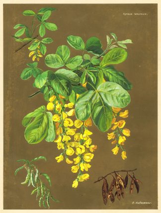 Antique Print-CYTISUS LABURNUM-GOLDEN CHAIN-TREE-Hofmann-Greve-1890