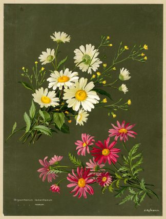Antique Print-OXEYE DAISY-PAINTED-TANACETUM-LEUCANTHEMUM-Hofmann-Greve-1890