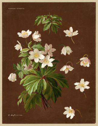Antique Print-SNOWDROP ANEMONE-SYLVESTRIS-Hofmann-Greve-1890