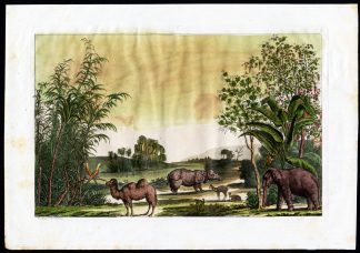 Antique Print-RARE-LANDSCAPE-RHINO-ELEPHANT-BANANA-CHINA-Bigatti-Ferrario-1827