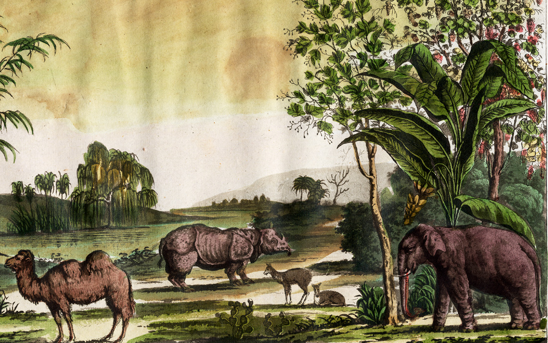 , Antique Print-RARE-LANDSCAPE-RHINO-ELEPHANT-BANANA-CHINA-Bigatti-Ferrario-1827, Pictura Antique Prints