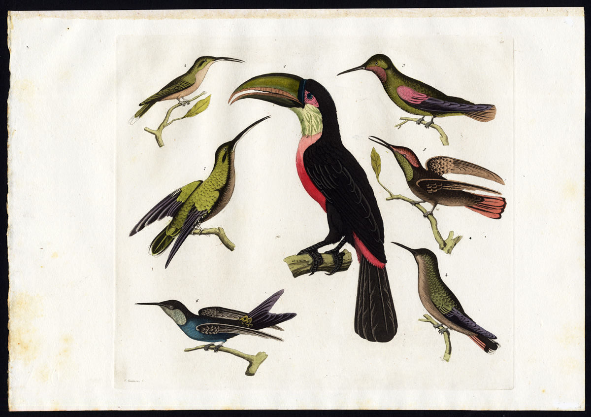 , Antique Print-TUKAN-HUMMINGBIRD-BIRD-Raineri-Ferrario-1827, Pictura Antique Prints