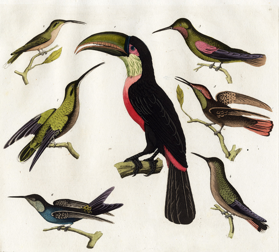 , Antique Print-TUKAN-HUMMINGBIRD-BIRD-Raineri-Ferrario-1827, Pictura Antique Prints