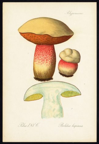 Antique Print-MUSHROOM-BOLETUS LUPINUS-FUNGUS-1912
