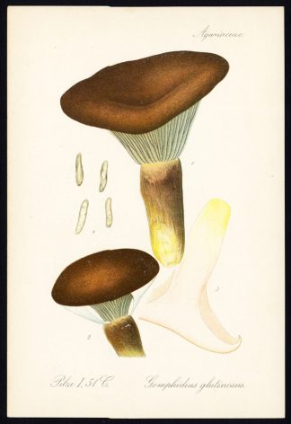 Antique Print-MUSHROOM-GOMPHIDIUS GLUTINOSUS-SLIMY SPIKE CAP-FUNGUS-1912