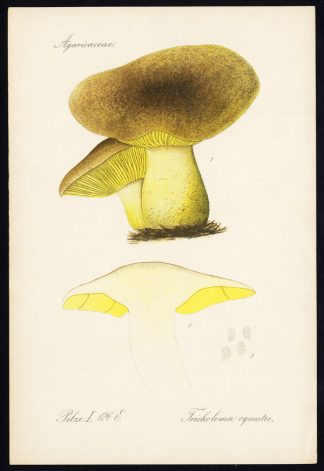 Antique Print-MUSHROOM-TRICHOLOMA EQUESTRE-MAN ON HORSEBACK-YELLOW KNIGHT-1912