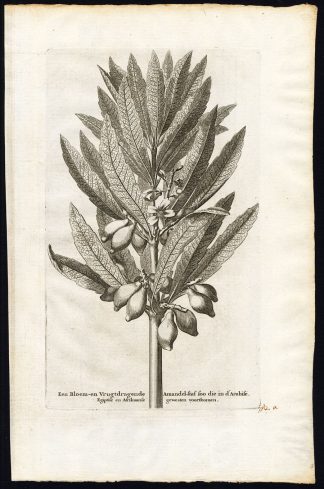 Rare Antique Print-ALMOND TREE-FRUIT-ARABIA-EGYPT-Pieter van der Aa-1725