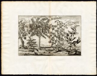 Rare Antique Print-SYCAMORE FIG-TAMARIND-BAOBAB-BALSAM-Pieter van der Aa-1725