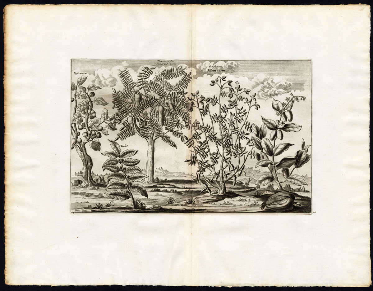 Bb12389a 416x326 Rare Antique Print-SYCAMORE FIG-TAMARIND-BAOBAB-BALSAM-Pieter van der Aa-1725