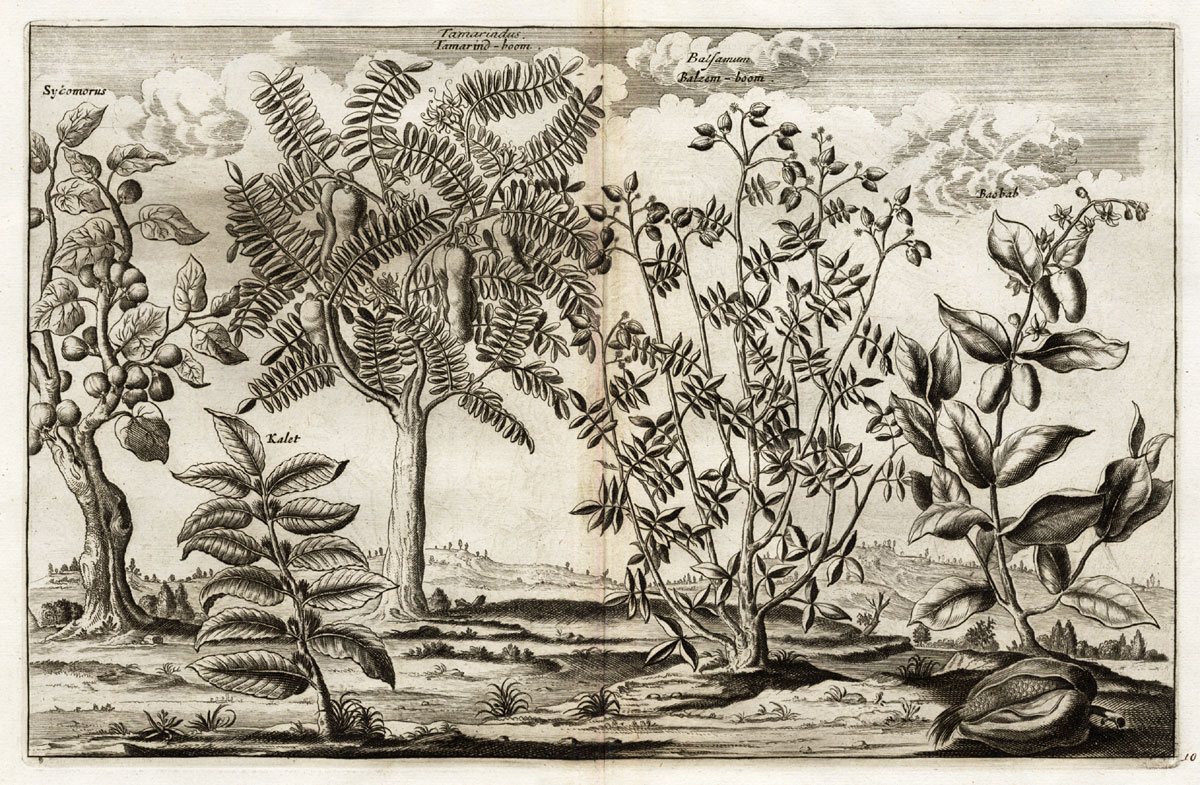 Bb12389b 416x272 Rare Antique Print-SYCAMORE FIG-TAMARIND-BAOBAB-BALSAM-Pieter van der Aa-1725 - Image 2