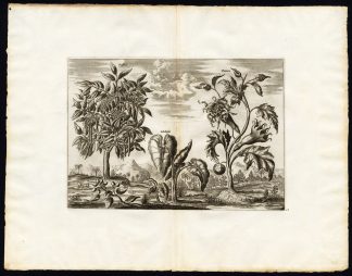 Rare Antique Print-CASSIA-DATURA-JOJOBA-TARO-Pieter van der Aa-1725
