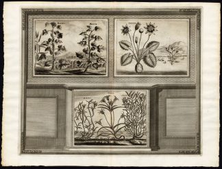 Rare Antique Print-OKRA-BAMIA-LOTUS-KALI SODA-SALTWORT-Pieter van der Aa-1725