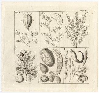 Antique Print-PLANT-OAK-LEAF-SEED POD-FLOWER-Muys-1774