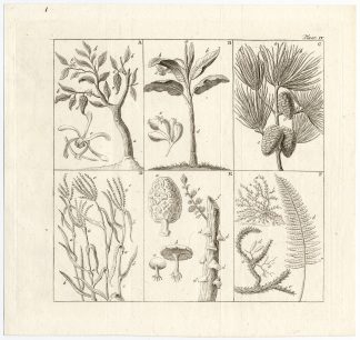 Antique Print-FERN-VANILLA-BANANA-GRASS-Muys-1774