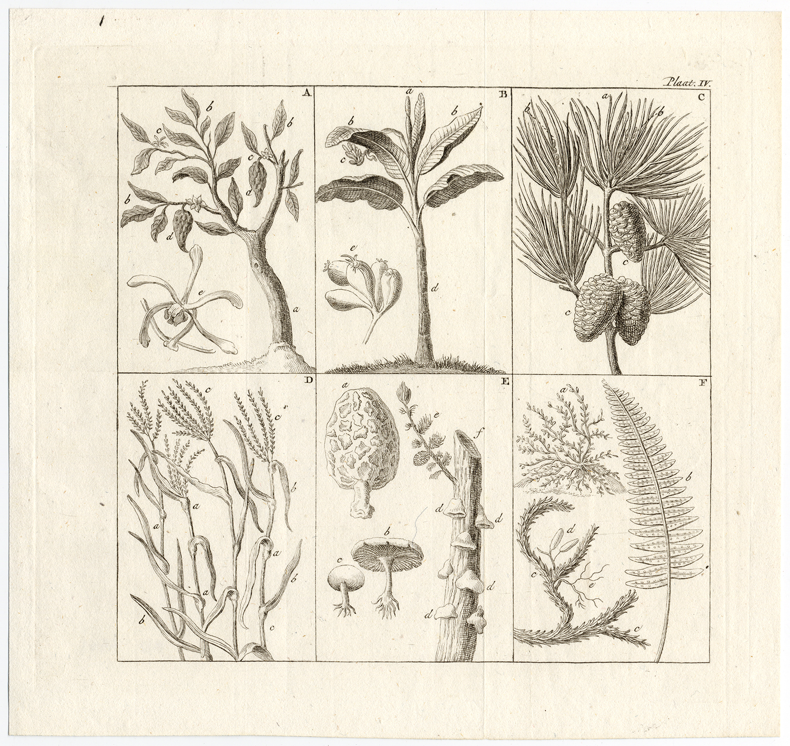 Bb4401 416x393 Antique Print-FERN-VANILLA-BANANA-GRASS-Muys-1774