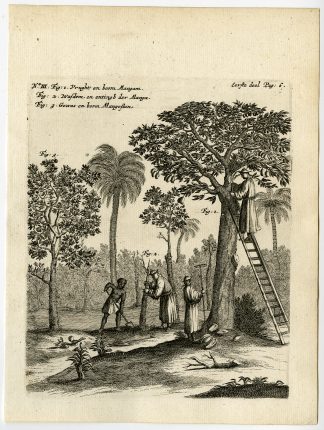 Rare Antique Print-MANGO-FRUIT-TREE-GROWTH-INOCULATION-de Hooghe-1682