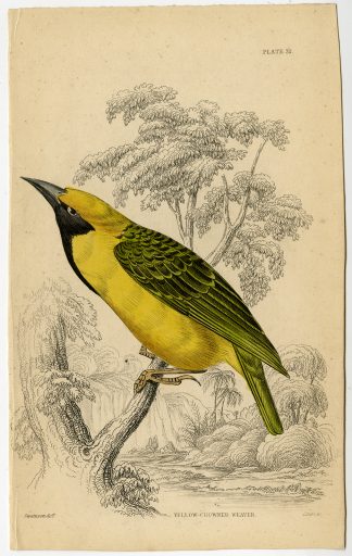 Antique Print-ORNITHOLOGY-YELLOW CROWNED BISHOP-WEAVER-Swanson-Lizars-ca. 1840