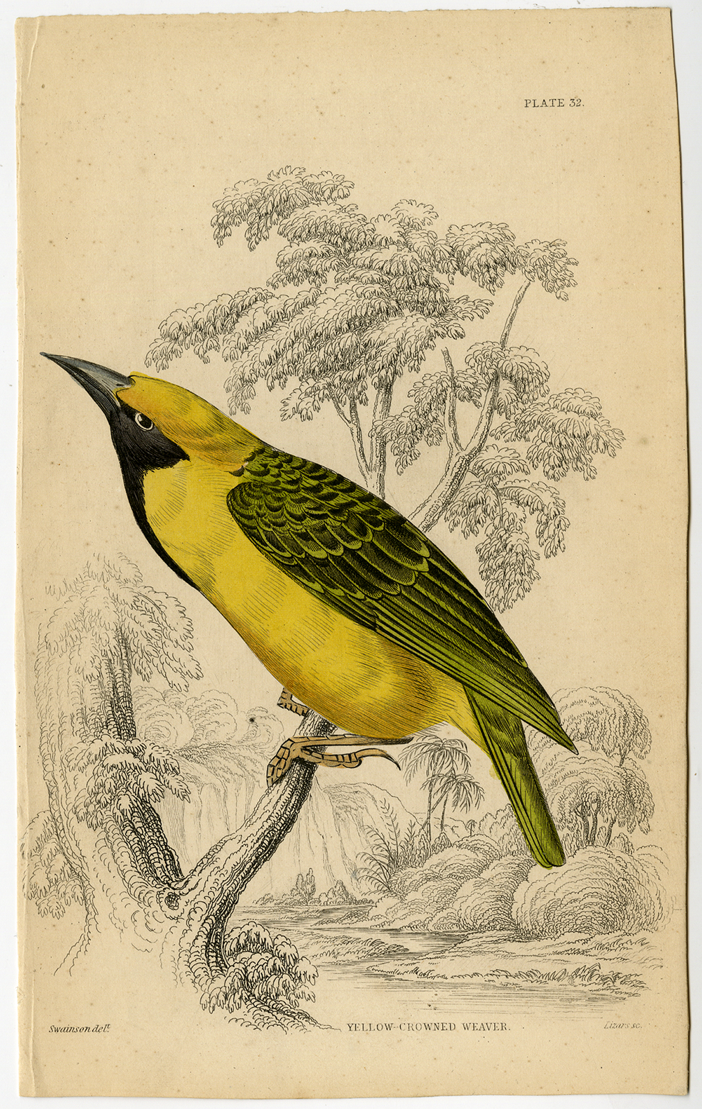 , Antique Print-ORNITHOLOGY-YELLOW CROWNED BISHOP-WEAVER-Swanson-Lizars-ca. 1840, Pictura Antique Prints