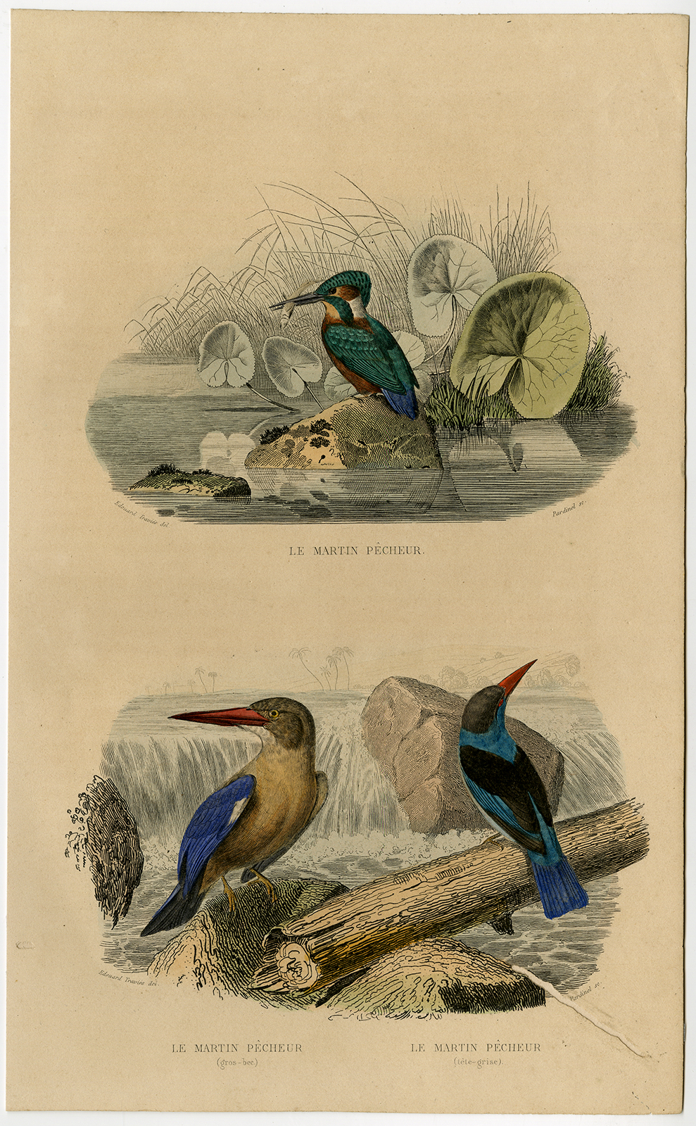 , Antique Print-ORNITHOLOGY-KINGFISHER-SPECIES-Travies-Pardinel-1845, Pictura Antique Prints