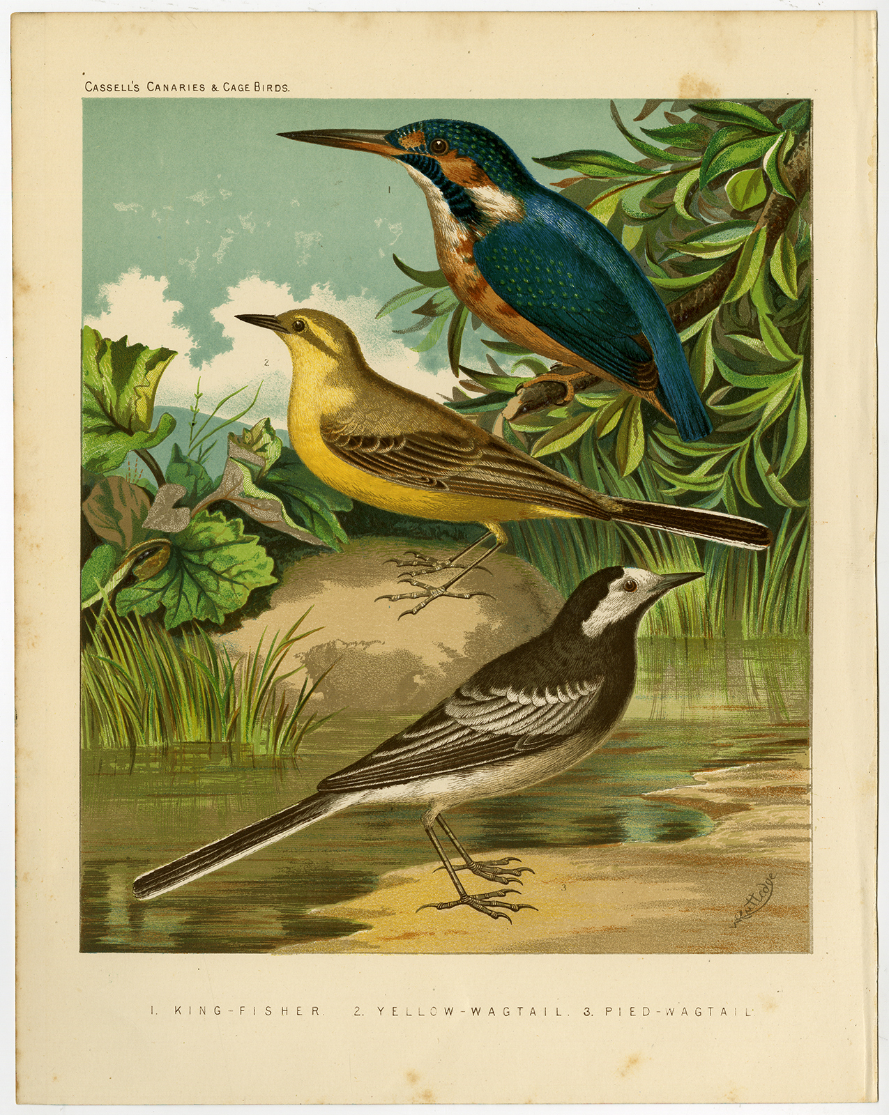 , Antique Print-ORNITHOLOGY-KINGFISHER-WAGTAIL-Cassel-1890, Pictura Antique Prints