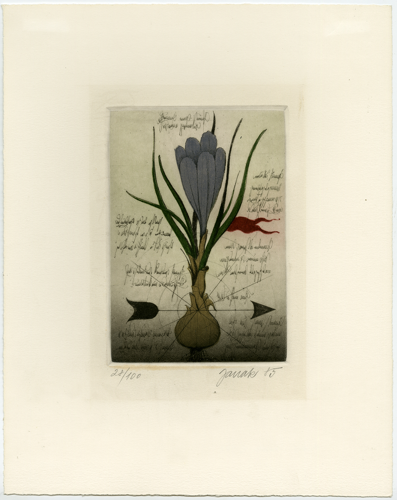 , Antique Print-ETCHING-CROCUS-Janak-1985, Pictura Antique Prints