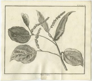 Antique Print-RED PEPPER-Tirion-1739