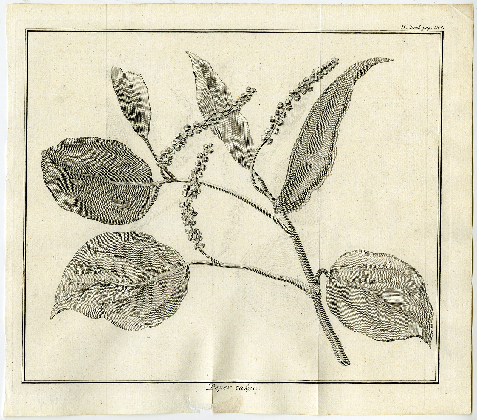 , Antique Print-RED PEPPER-Tirion-1739, Pictura Antique Prints