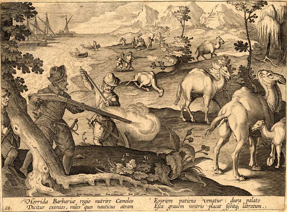 , Antique Hunting Print-CAMELS-DROMEDARY-Stradanus-1636, Pictura Antique Prints