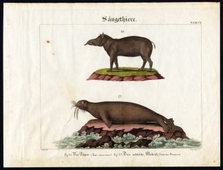 Rare Antique Print-TAPIR-ARCTIC WALRUS-Wilmsen-1821