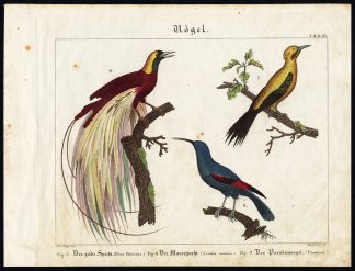 Antique Print-BIRD OF PARADISE-GREATER YELLOWNAPE-WALLCREEPER-Wilmsen-1821
