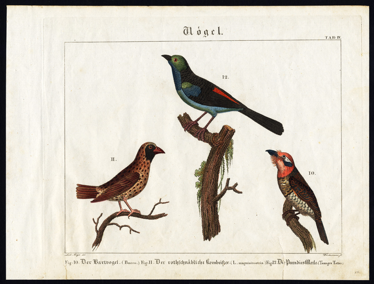, Rare Antique Print-PARADISE TANAGER-BARBET-GROSBEAK-BIRD-Wilmsen-1821, Pictura Antique Prints