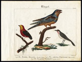 Antique Print-SIBERIAN RUBYTHROAT-CRIMSON HOODED MANAKIN-NIGHTJAR-Wilmsen-1821
