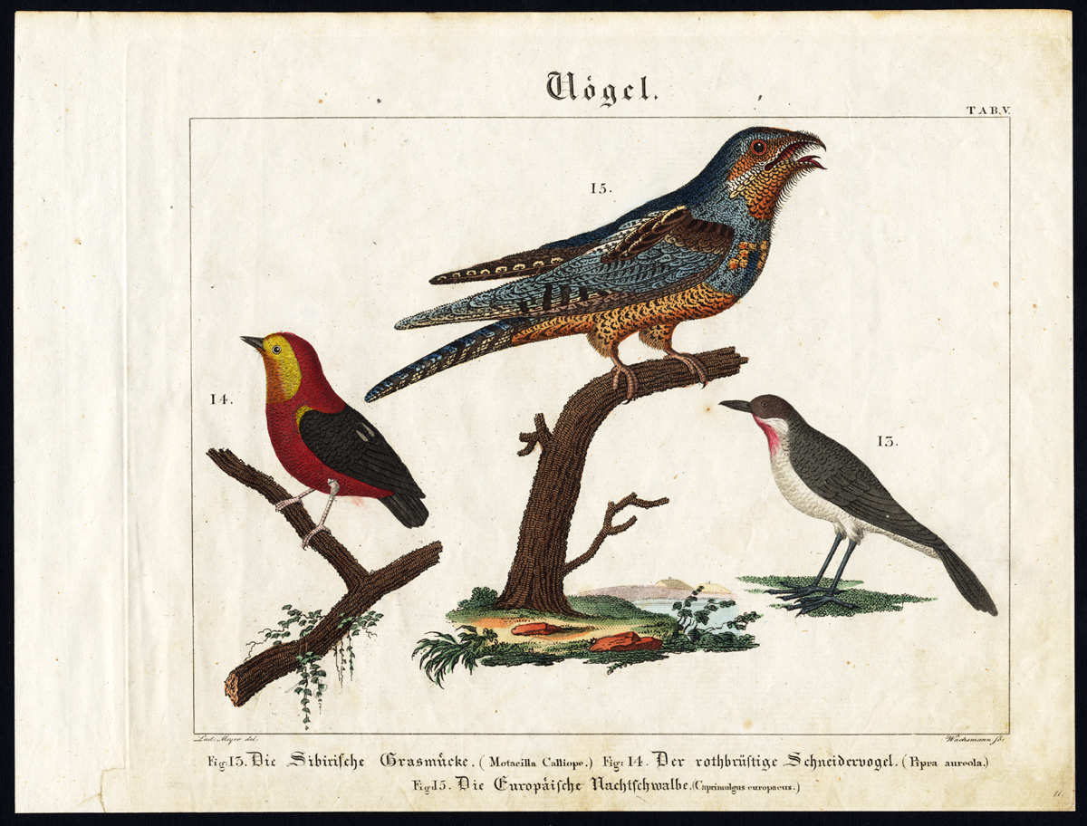 , Antique Print-SIBERIAN RUBYTHROAT-CRIMSON HOODED MANAKIN-NIGHTJAR-Wilmsen-1821, Pictura Antique Prints