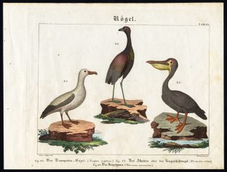 Antique Print-ALBATROSS-PELICAN-GREY WINGED TRUMPETER-Wilmsen-1821