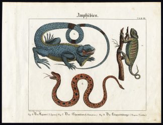 Antique Print-CENTRAL AMERICAN RATTLESNAKE-IGUANA-CHAMAELEON-Wilmsen-1821