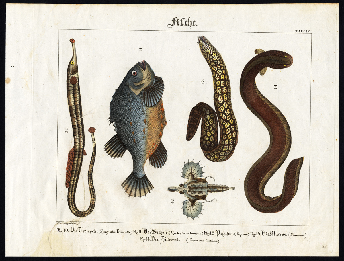 , Antique Print-TRUMPETFISH-MORAY-ELECTRIC EEL-LUMPSUCKER-SEAMOTH-Wilmsen-1821, Pictura Antique Prints